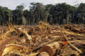 World to Dilma: Save the Amazon - Avaaz