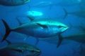 Ocean rescue : Save the Tuna summit - avaaz