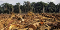 La Amazonía en peligro: quedan 3 días - Avaaz