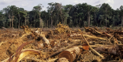 World to Dilma: Save the Amazon - Avaaz