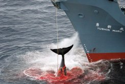 WHALES UNDER THREAT! - Avaaz