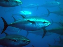 Ocean rescue : Save the Tuna summit - avaaz